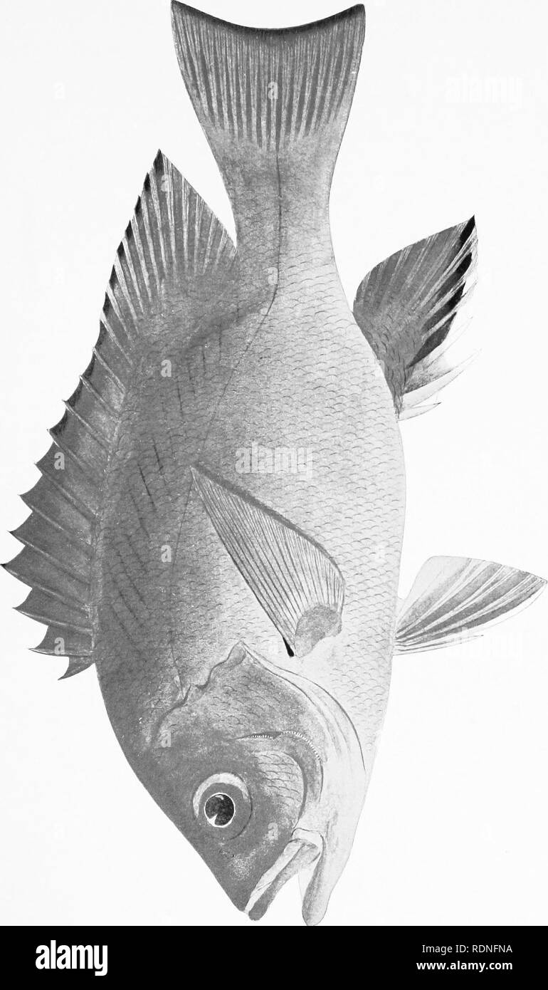 . The fishery resources of the Philippine Islands with descriptions of new species . Fishes; Fishery resources. . Please note that these images are extracted from scanned page images that may have been digitally enhanced for readability - coloration and appearance of these illustrations may not perfectly resemble the original work.. Seale, Alvin, 1873-. [Manila? : s. n. Stock Photo