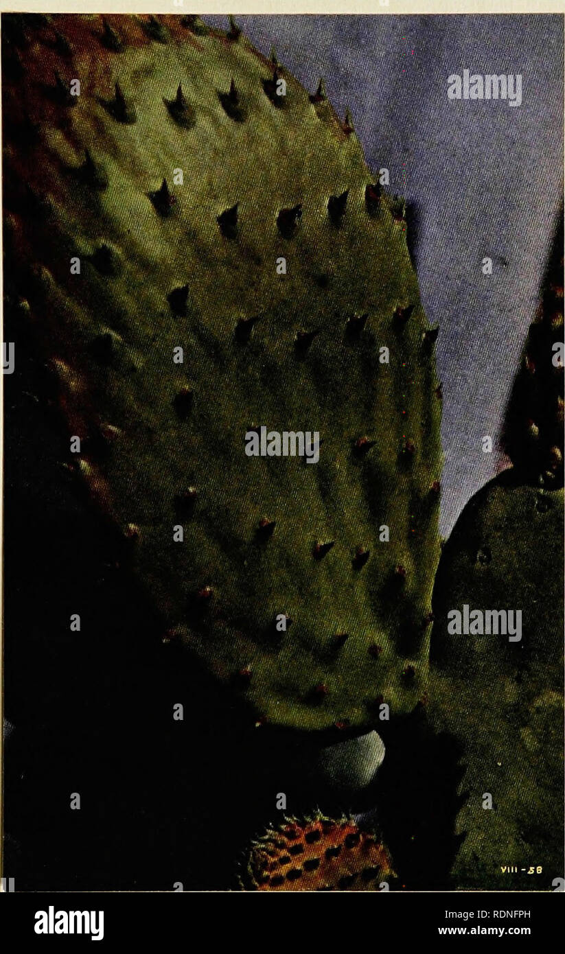 . Luther Burbank, his methods and discoveries and their practical application;. Plant breeding. Vestigial Leaves The spine-like projections here shown on the alal) of the cactus are vestigial leaves. An account of them, with reference to their evolutionary meaning, is given in Volume I. They are all that remain of the leaves that the cactus once bore; and these reminiscent spikes drop off shortlg after coming out.. Please note that these images are extracted from scanned page images that may have been digitally enhanced for readability - coloration and appearance of these illustrations may not Stock Photo