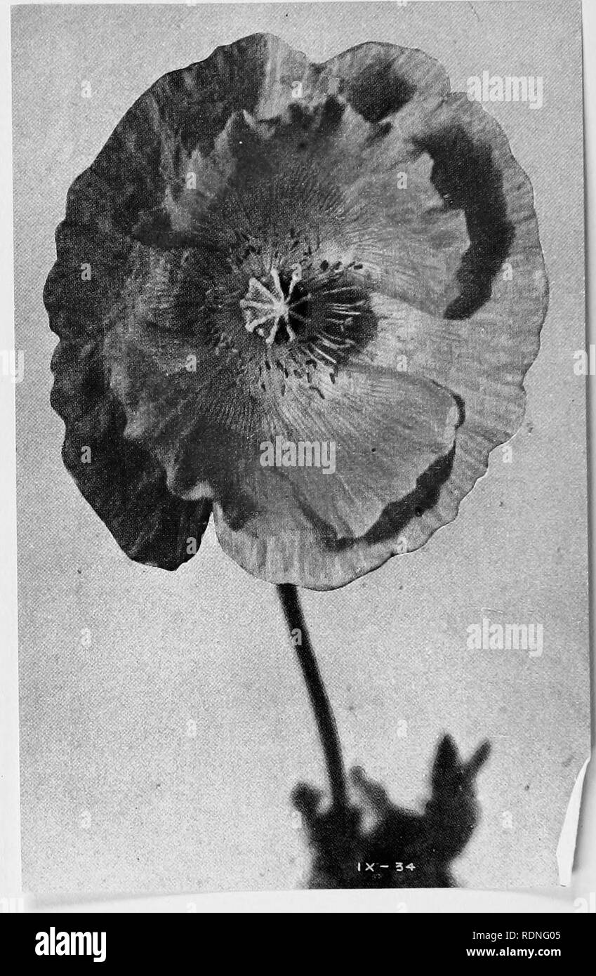 . Luther Burbank, his methods and discoveries and their practical application;. Plant breeding. &quot;l. A Shirley Poppy Variation The Shirleg poppy is a flower developed within recent gears by an English clergyman, who found a solltarg flower of the scarlet corn poppg that had a very narrow edge of white. By selective breeding he produced the poppies of many colors now familiar under the name of Shirley. The speci- men here shown illustrates the tendency of the flower to take on new color variations.. Please note that these images are extracted from scanned page images that may have been dig Stock Photo