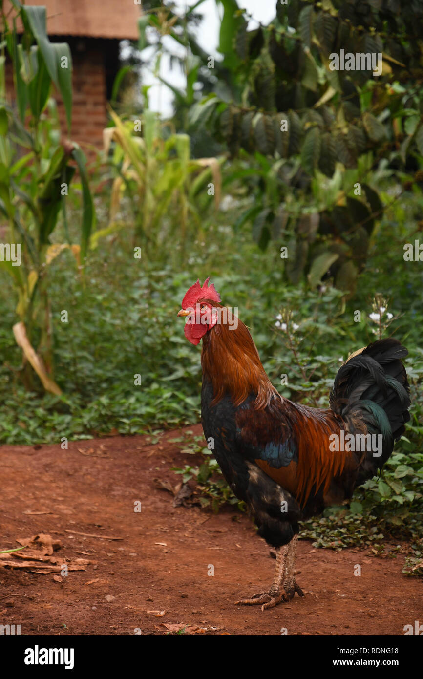 Chicken in Jinja Uganda Stock Photo Alamy