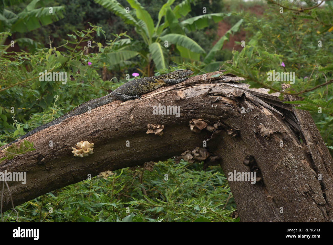 A Nile Monitor Lizard on a fallen tree branch near the source of the nile river in Jinja, Uganda Stock Photo