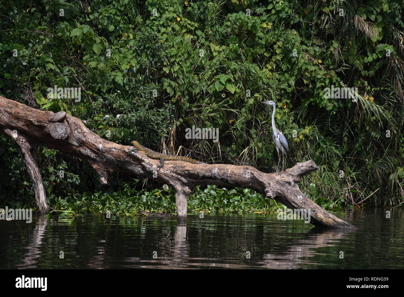 A Nile Monitor Lizard and a Grey Heron on a fallen tree branch on Lake Victoria near the source of the Nile River in Jinja, Uganda Stock Photo