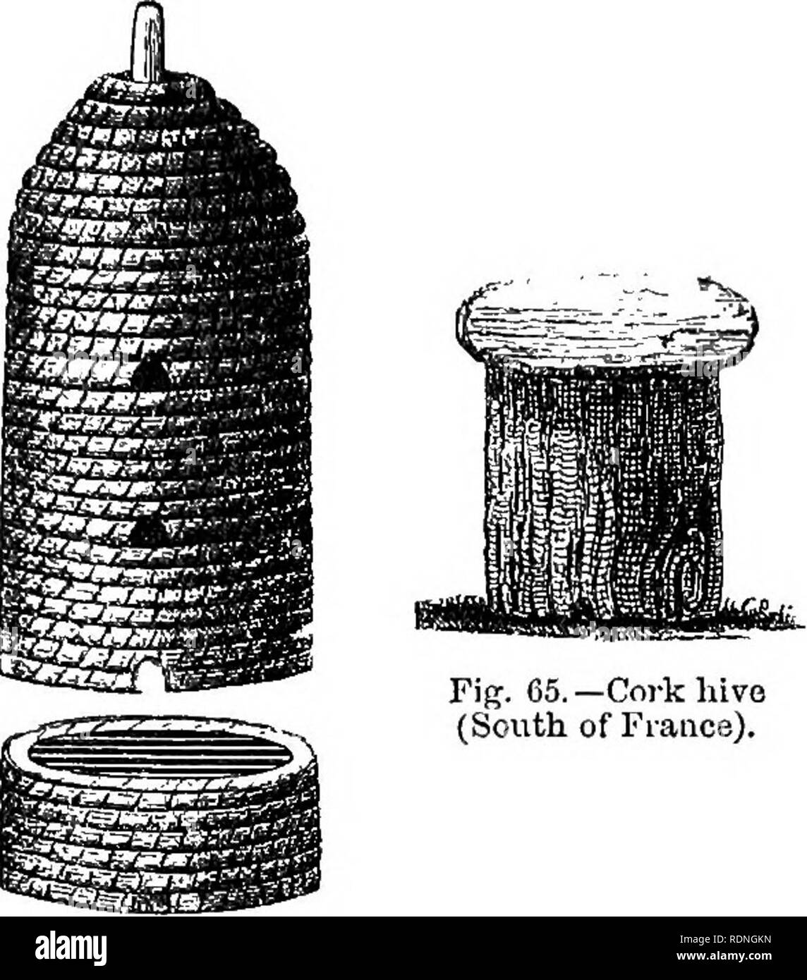 . The bee and white ants, their manners and habits; with illustrations of animal instinct and intelligence. Bees; Instinct; Termites. Fig. 63.—Scotch hive.. Fig. 65.—Cork hive (South of France). Fig. 64.—Radouau*s liive. THE BEE. CHAPTER VI. 158. How they fly straight back to the hive—manner of discovering the nests of wild liees in New England.—159. Average number of daily ex- cursions.—160. Bee pasturage—transported to follow it—in Egypt and Greece.—161. Neatness of the bee.—162. Its enemies.—163. Death's- head moth.—164. Measures of defence adopted by Huber.—165. Mea- sures adopted bythe be Stock Photo