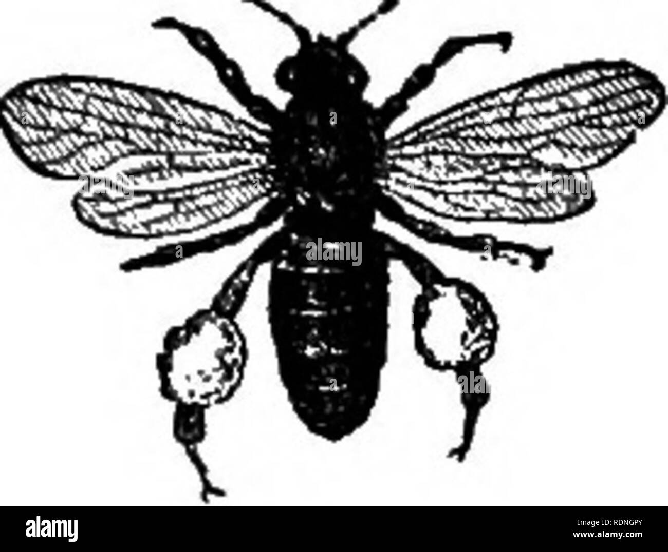 . The bee and white ants, their manners and habits; with illustrations of animal instinct and intelligence. Bees; Instinct; Termites. QUEEN—DRONES—WORKERS. monarch of the hive, is distinguished from her subjects by con- spicuous personal peouliarities. Her body, fig. 2, is considerably Fig. 2. Fig. 3. Fig. 4. QuQon. Drone. Wax-maker. Fig. 5. Fig. 6.. Please note that these images are extracted from scanned page images that may have been digitally enhanced for readability - coloration and appearance of these illustrations may not perfectly resemble the original work.. Lardner, Dionysius, 1793-1 Stock Photo