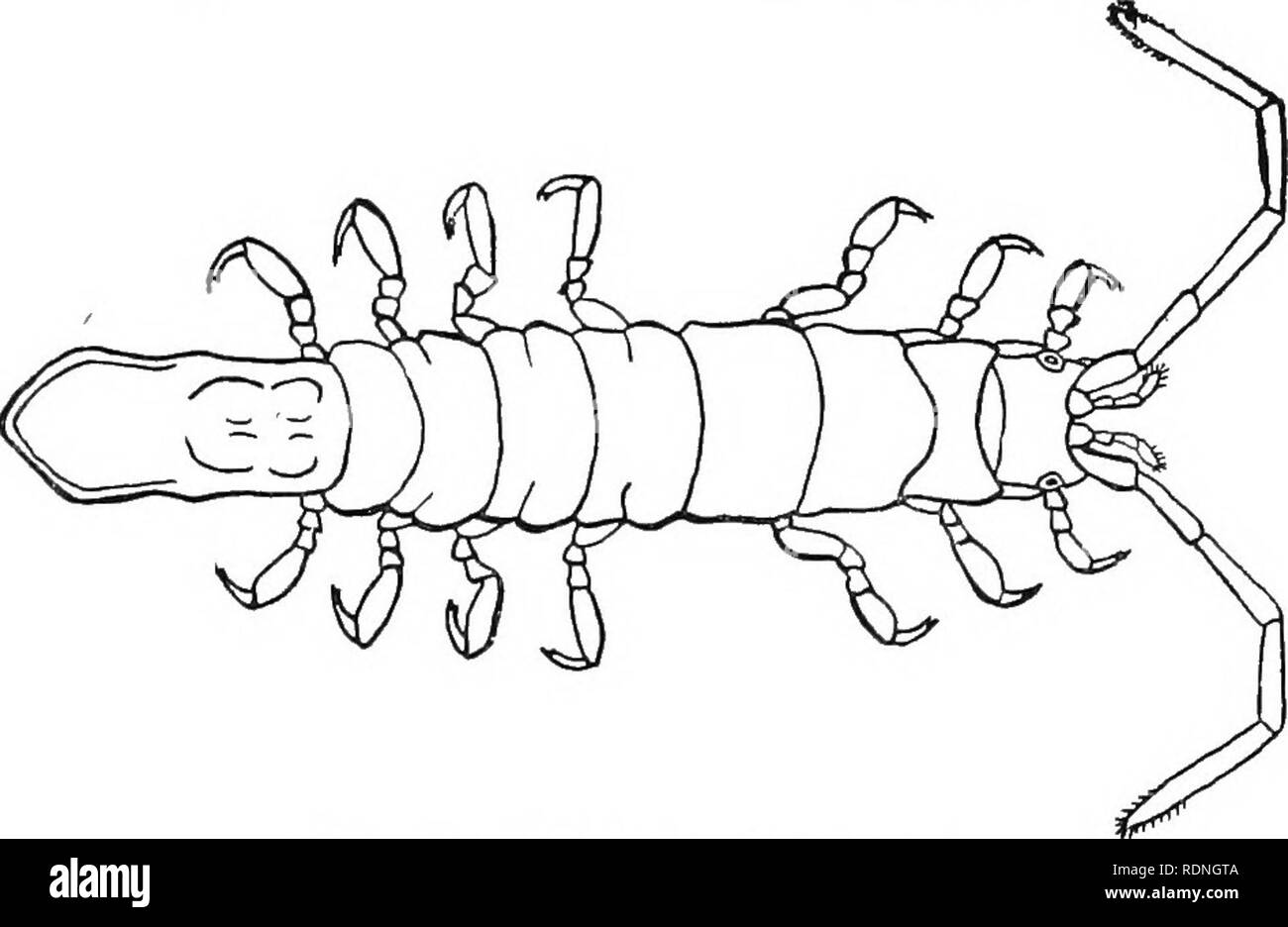 . The Arthrostraca of Connecticut. Malacostraca. No. 26.] ARTHROSTRACA OF CbNNECTICUT. 227 to 25 fathoms, and is always concealed by an adhering layer of mud. It is distinguished from the preceding species by the more rounded lateral margins of the body, the different form of the abdomen, and the absence of tubercles on the lateral portions of the thoracic segments. Erichsonella attenuata (Harger).. Fig. 72. Erichsonella attenuata. 1874. Erichsonia attenuata, Harger, Rept. U. S. Com. Fish, for 1871-2, p. 570, pi. 6, fig. 27. 1880. Erichsonia attenuata, Harger, ibid., for .1878, p. 356, pis. 6  Stock Photo