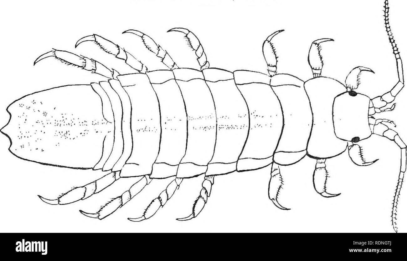 . The Arthrostraca of Connecticut. Malacostraca. 220 CONNECTICUT GEOL. AND NAT. HIST. SURVEY. [Bull. culum, and the several segments of the flagellum of the second antennas. Idothea baltica (Pallas).. Fig. 68. Idothea baltica. 1841. Stencsoma irvorata, Gould, Invert. Mass., p. 338. 1853. Idotca irrorata, Stimpson, Smithson. Contrib. Knowl., vol. 6, p. 39. 1874. Idotea irrorata, Harger, Rept. U. S. Com. Fish, for 1871-2, p. 569, pi. 5, fig. 23; also ihid., for 1878, p. 343, pi. 5, figs. 24-26. 1883. Idotea marina, Miers, Jour. Linn. Soc. London, Zool., vol. 16, p. 25. 1899. Idothea baltica, G.  Stock Photo
