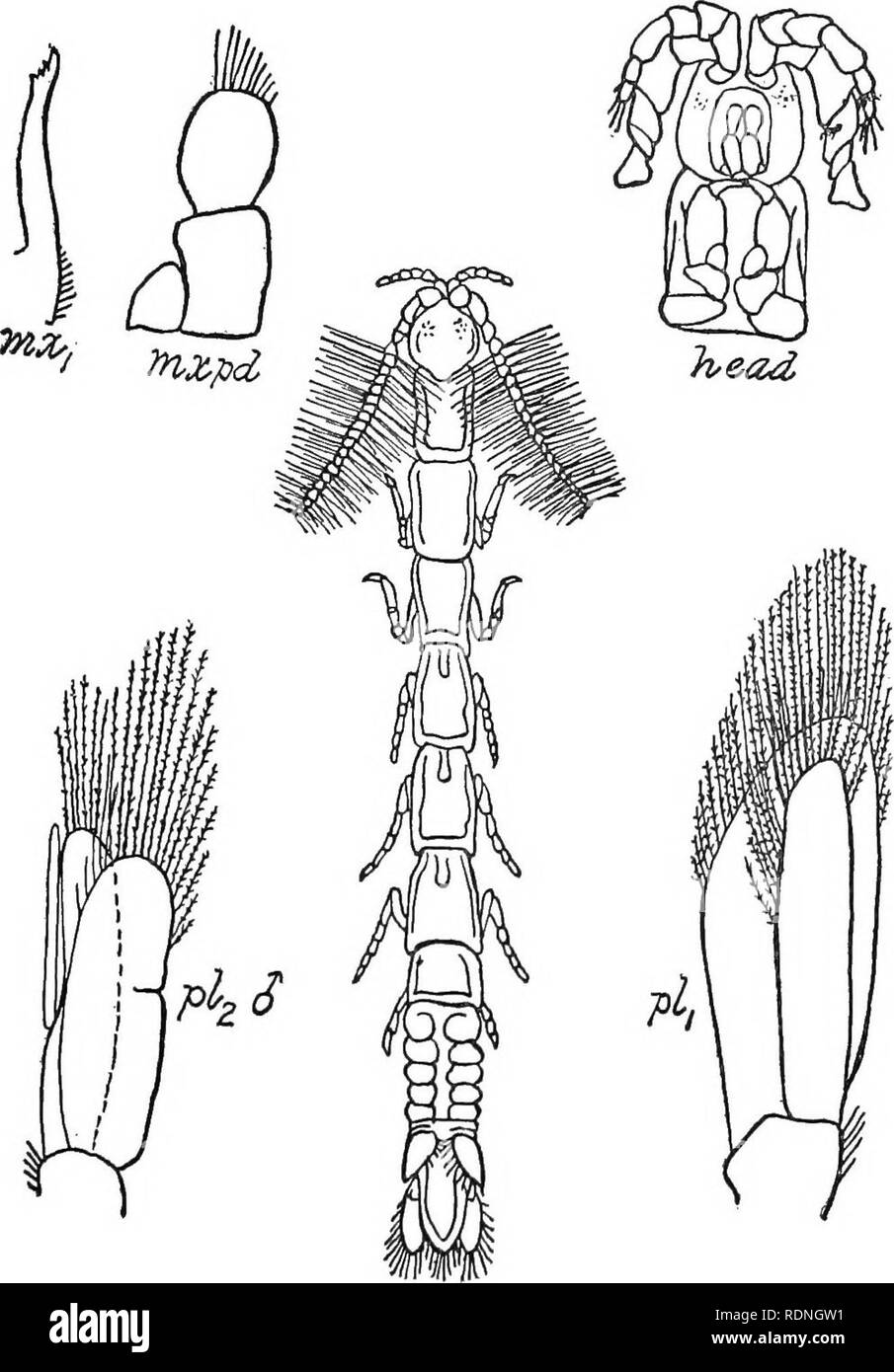 . The Arthrostraca of Connecticut. Malacostraca. No. 26.] ARTHROSTRACA OF CONNECTICUT. 201. FiQ. 59- Ptilanthura tenuis. First antennse in the female shorter than second pair with a very short flagellum consisting of a small basal segment and a minute terminal one tipped with a few sets; first joint of peduncle long; second and third subequal and slightly longer than first. In the male first pair of antennas as long as head and first two segments of thorax together; first segment large but not longer than second, which is also longer than the third; flagellum with first joint one-third as long Stock Photo