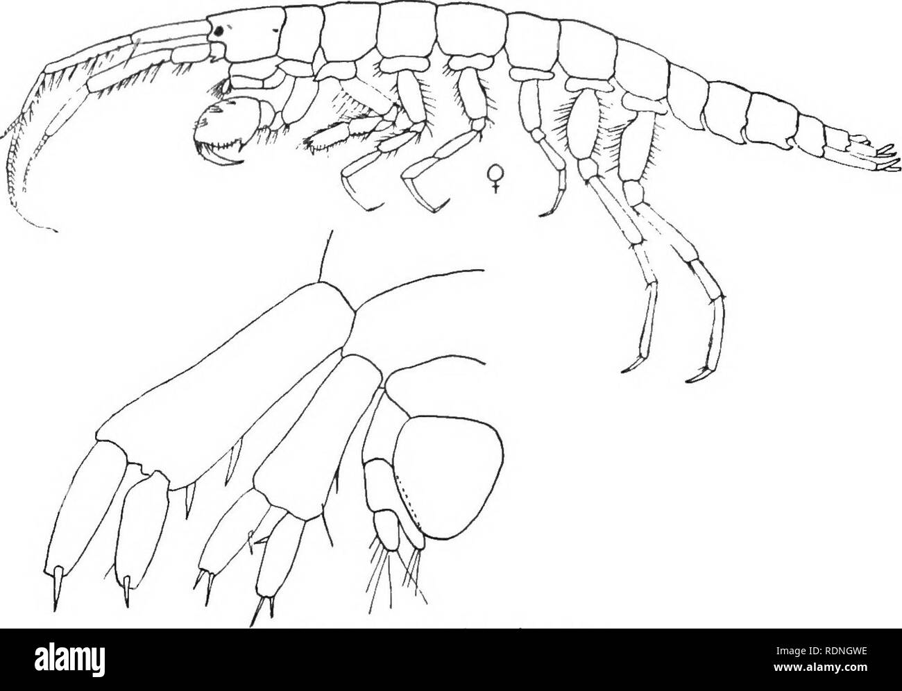 . The Arthrostraca of Connecticut. Malacostraca. 166 CONNECTICUT GEOL. AND NAT. HIST. SURVEY. [Bull. First pair of gnathopods much stronger than the second; propodus large and broad, subchelate. Pereiopods comparatively slender. Three posterior pairs having basal joint expanded. Last pair of uropods very small with peduncle expanded medially. Telson comparatively large, lamellar, rounded. Unciola irrorata Say.. Fig. so. Unciola irrorata. 1818. Unciola irrorata, Say, Jour. Acad. Xat. Sci. Phila., vol. I, pt. 2, p. 389. 1874. Unciola irrorata, Smith, Rep. U. S. Com. Fish., 1871-2, p. 567, pi. 4, Stock Photo