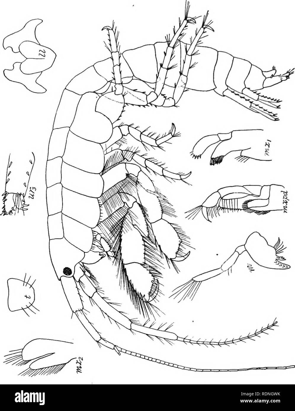 . The Arthrostraca of Connecticut. Malacostraca. 152 CONNECTICUT GEOL. AND NAT. HIST. SURVEY. [Bull.. (J First antennae longer than second, with first and second joints of peduncle subequal in length and twice as long as third. Flagel- lum long and slender; accessory flagellum short, oite-jointed. Second antennje slender w'ith elongated peduncle. Mandibles with three-jointed palp, the distal one of which is not enlarged distally. Lower lip with outer plates incised. First maxillae with small triangular inner plate having a number. Please note that these images are extracted from scanned page i Stock Photo