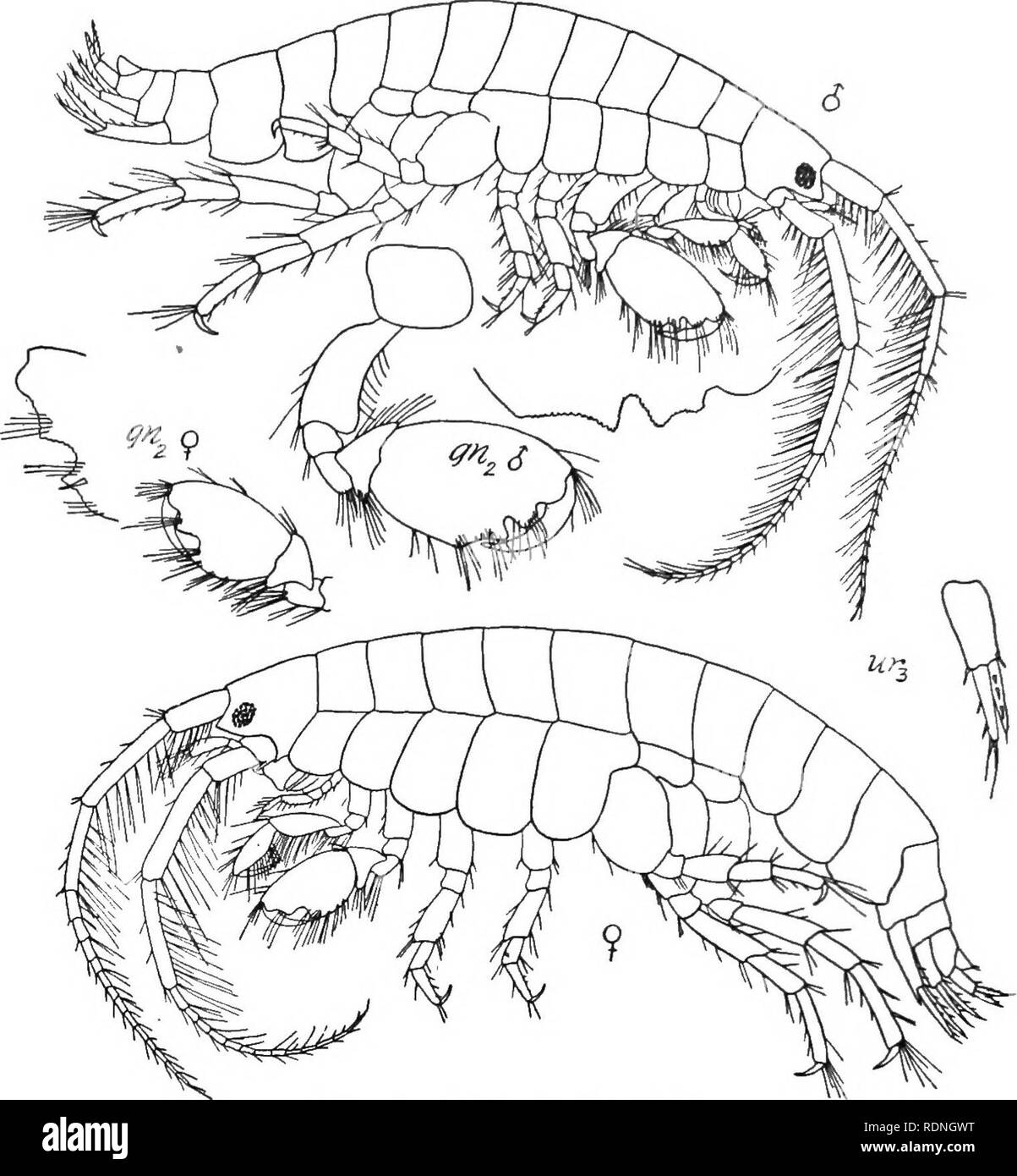 . The Arthrostraca of Connecticut. Malacostraca. 142 CONNECTICUT GEOL. AND NAT. HIST. .SURVEY. [Bull. Podoceropsis nitida (Stimpson).. Fig. 41. Podoceropsis nitida. 1853. Podoccrns nitidns Stimpson, Smithson. Contr. Know!,, vol. 6, No.  5, p. 45. 1877. Podoceropsis excavata (Bate), Meinert, Naturhist. Tidskr. (3), vol. 11, p. 152. Eyes oval, situated on rather prominent, acutely pointed inter- antennal lobes. Antennae subequal in length, exceeding somewhat half the length of the body, and strongly setose. First antennae with basal joint of peduncle stout and scarcely as long as third joint;.  Stock Photo