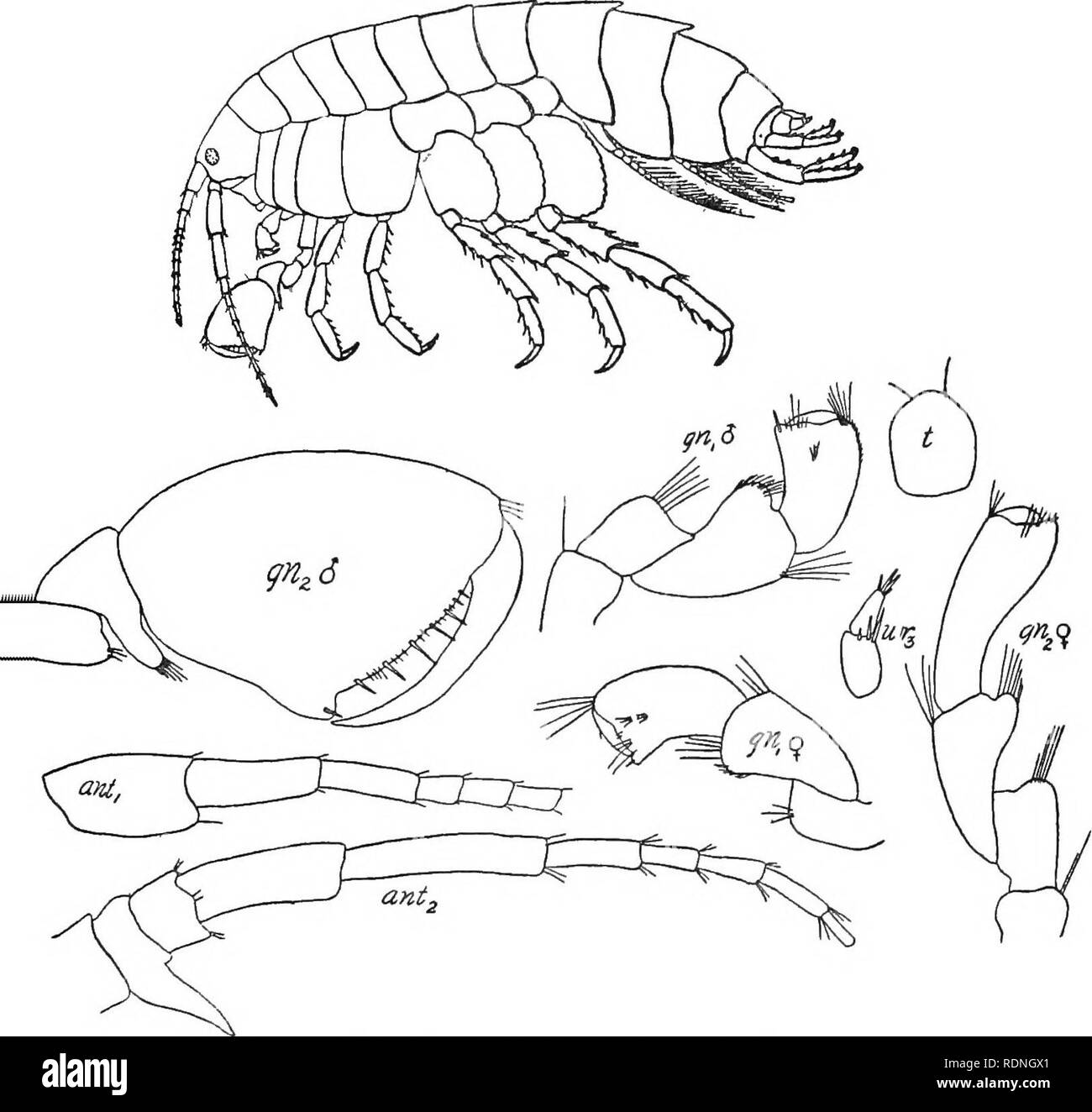 . The Arthrostraca of Connecticut. Malacostraca. No. 26.] ARTHROSTRACA OF CONNECTICUT. 129 gnathopods in male with carpus produced behind between merus and propodus. Telson entire. Hyalella knickerbockeri (Bate).. Fig. 36. Hyalella knickerbockeri. 1862. Allorchestes knickerbockeri, Bate, Cat. Amphipoda. Brit. Mus., p. 36, pi. 6. 1874. Hyalella dentata, Smith, Rep. U. S. Fish. Com., 1872-3, p. 645, pi. 2. 1907. Hyallela knickerbockeri, Weckel, Proc. U. S. Nat. Mus., vol. 32, p. 54. 9. Please note that these images are extracted from scanned page images that may have been digitally enhanced for  Stock Photo