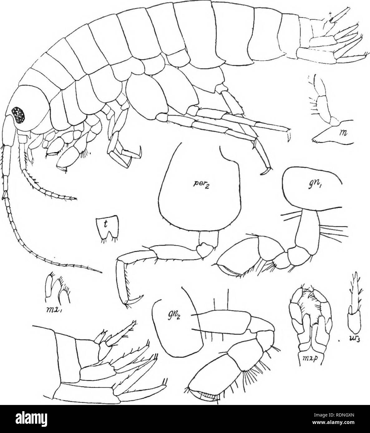 . The Arthrostraca of Connecticut. Malacostraca. 94 CONNECTICUT GEOL. AND NAT. HIST. SURVEY. [BuU. Terminal uropods not elongate, with small inner ramus. Telson emarginate. Eucrangonyx gracilis (Smith).. Fig. 20. Eucrangonyx gracilis. 1871. Crangonyx gracilis, Smith, Amer. Jour. Sci., ser. 3, vol. 2, p. 453. 1899. Eucrangonyx gracilis, Stebbing, Trans. Linn. Soc. Lond., ser. 2, vol. 7, p. 423. 1907. Eucrangonyx gracilis, Weckel, Proc. U. S. Nat. Mus., vol. 32, p. 32. Eyes small, elongated.. Please note that these images are extracted from scanned page images that may have been digitally enhanc Stock Photo