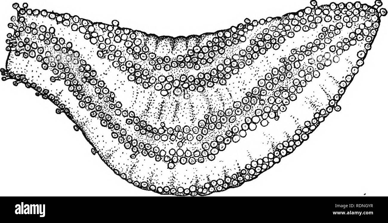 . Echinoderms of Connecticut. Echinodermata. 130 CONNECTICUT GEOL. AND NAT. HIST. SURVEY. [BuU. Cucumaria pulcherrima (Ayres) Plate XXXII, figs. 2 to 6.. Fig. 22. Cucumaria pulcherrima. Specimen preserved in alcohol, blowing ambulacral areas and arrangement of tube-feet (pedicels). Five times natural size. This pretty little holothurian, formerly known as Pentamera pulcherrima, has been collected at many localities from Vineyard Sound to South Carolina, although very few specimens have been taken from their natural habitat. Living animals are rarely found even in systematic dredging. In certai Stock Photo