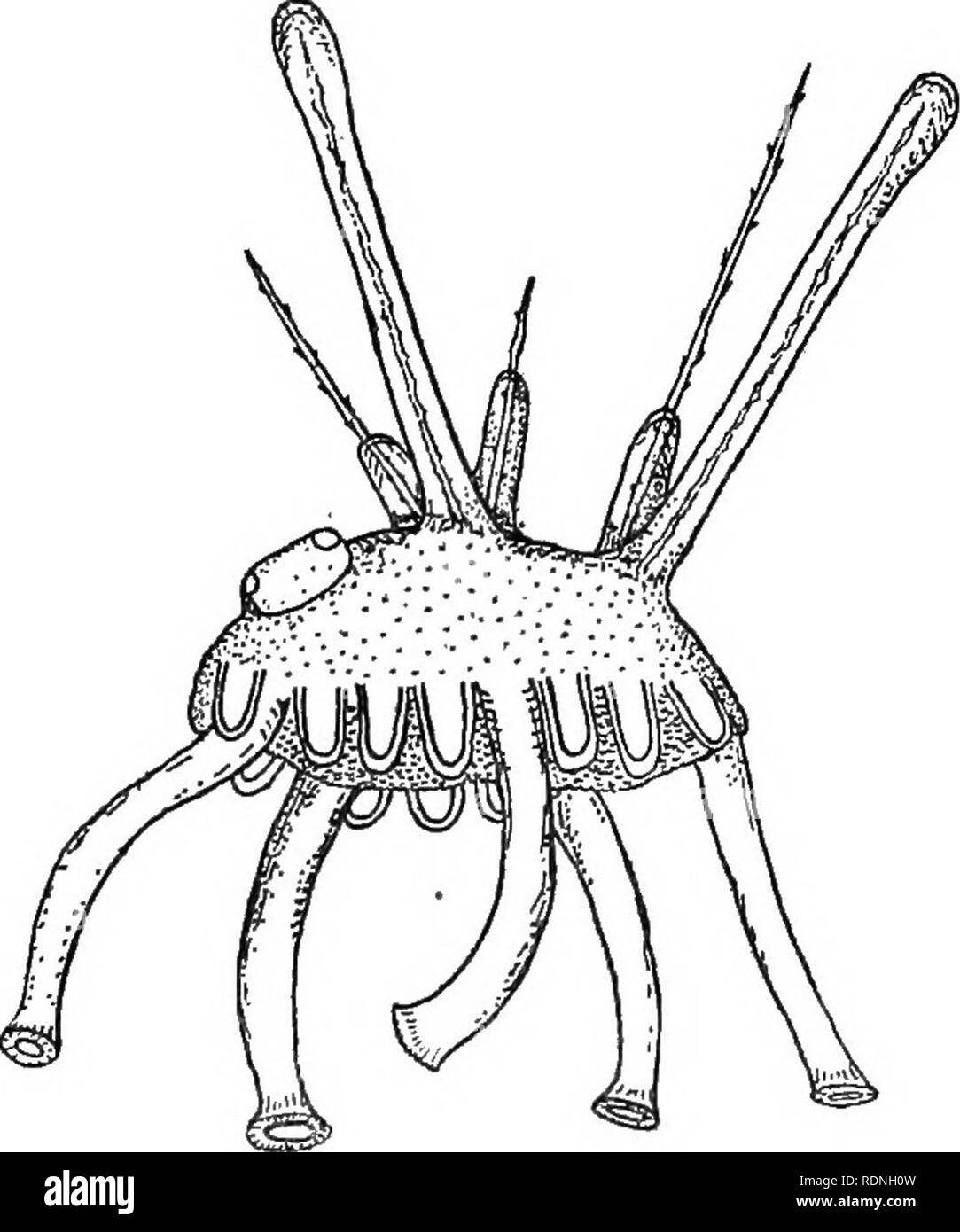 . Echinoderms of Connecticut. Echinodermata. No. 19.] ECHINODERMS OF CONNECTICUT. 103 symmetrical, with both mouth and anus, and is known as a pluteus (Fig. 16). It bears absolutely no resemblance to the adult urchin. The free-swimming pluteus lives and feeds at the sur- face for a period of several weeks, the time depending some- what pn the temperature and other conditions, and varying in different species. In thiSj.time it may have been carried by cur- rents and tides to a considerable distance from its place of origin.. Fig. 17. Arbacia punctulata. Side view of young urchin immediately aft Stock Photo