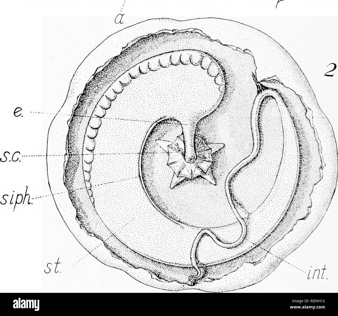 Echinoderms Of Connecticut Echinodermata Jff Int A J R Plate Xxiv Anatomy Of Disk Urchins Mellita Pentapora And Kchina Rachnius Parina Please Note That These Images Are Extracted From Scanned Page Images
