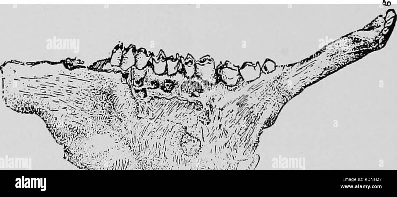 . Veterinary surgery ... Veterinary surgery; Veterinary pathology; Horses; Teeth; Domestic animals. FlG. 148B. Actinomycostic Superior Maxillary in the Ox. ing of the teeth. In the pharynx the disease is manifested by tumefaction of the parotid region and by dysphagia and dyspnoea. Actinomycosis of the lungs and other internal structures is diagnosed only at the autopsy. Symptoms of organic disorder may lead a diagnostician to suspect the ex-. ^v __ I '* '/ Fig. 148c. Actinomycostic Inferior Maxillary in the Ox. istence of the disease in districts where actinomycosis is prevalent, but a positi Stock Photo