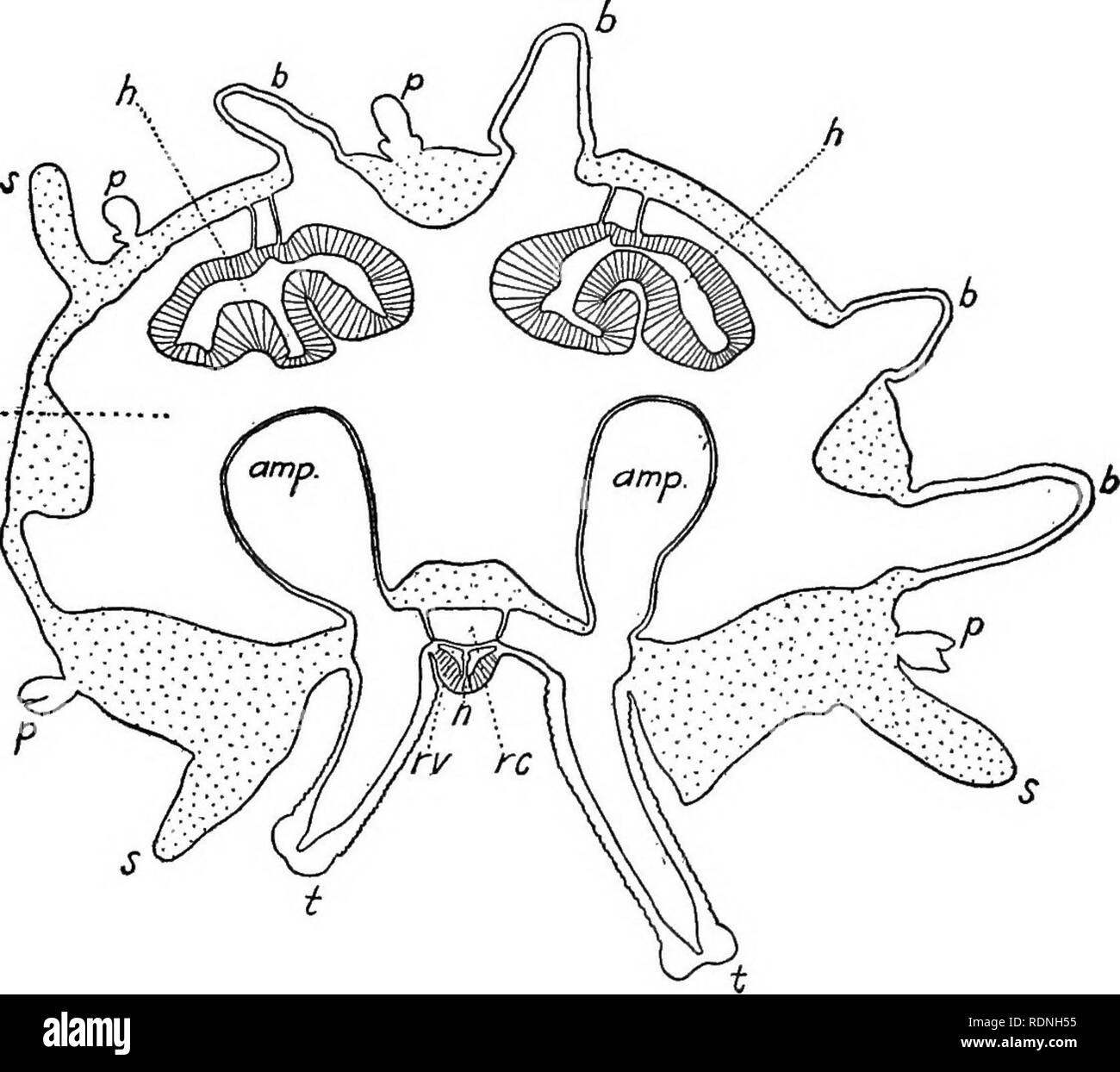 Finger like process Black and White Stock Photos & Images Alamy