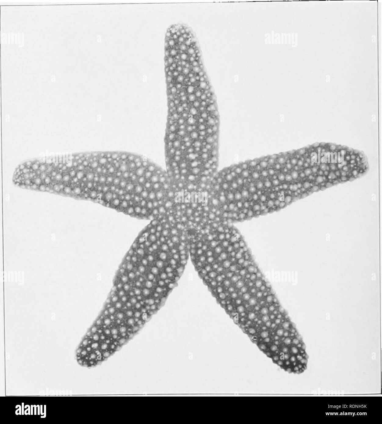 . Echinoderms of Connecticut. Echinodermata. Plate III. Aboral surface of Starfish, Asterias forbesi. animal. (Natural size.) Photograph of living. Please note that these images are extracted from scanned page images that may have been digitally enhanced for readability - coloration and appearance of these illustrations may not perfectly resemble the original work.. Coe, Wesley Roswell, 1869-. Hartford, Printed for the State Geological and Natural History Survey Stock Photo