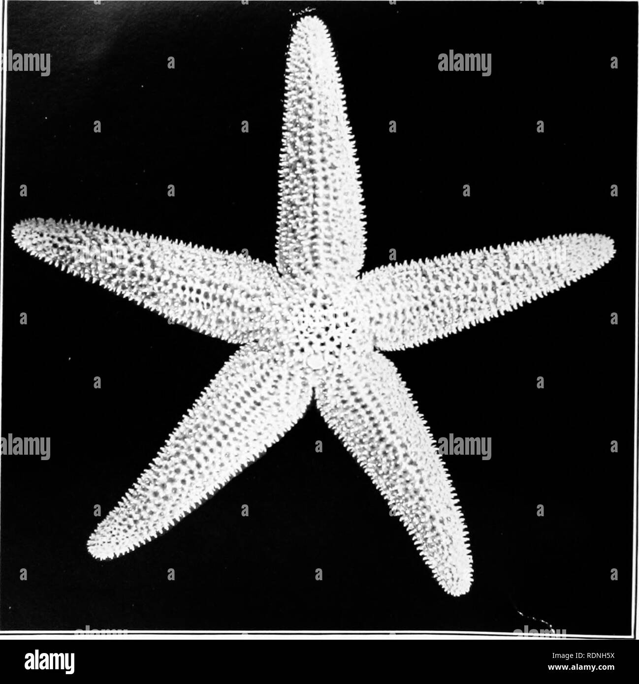 Echinoderms of Connecticut. Echinodermata. Plate II. Skeleton ...
