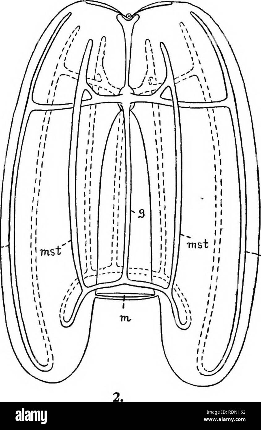 . Ctenophores of the Atlantic coast of North America. Ctenophora; Ctenophora. •msv Fig. i.—Diagram illustrating characters of central part of gastro-vascular system of ctenophores. Fig. 2.—Diagram showing character of canal-circuits in LobaicB. Tentacles, tentacular canals, ciliary combs, and auricles are omitted. In addition to the two tentacular vessels and the axial funnel-tube, the funnel gives rise to four interradial vessels, which arise typically'at an angle of 45° with the stomodaeal and funnel axes. In the Cydippidae, however, the four interradial vessels do not arise directly from th Stock Photo