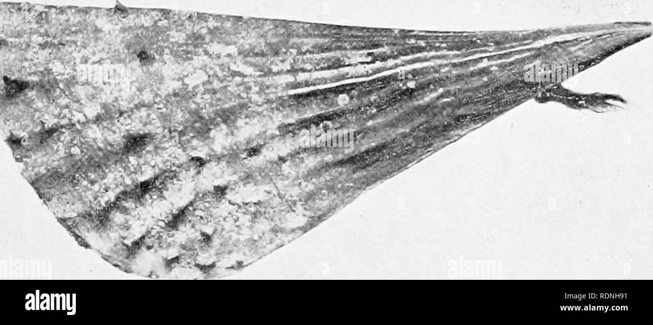 . Sea-shore life; the invertebrates of the New York coast. Marine animals. F/,1^. 92: itock-boring Mussel (Liihopliagus) vc W a fragment of coral breccia. Tottugas, Flori(ia. ^m. Fig. gs; HAZOR SHELL. Florida. The author has observed a byssus formed l)y Litliiiphiniii.') from the Bahamas having a shell four and one-half inches long. The Razor Shell, ('Pinna vinvicatu, Fiij. 9o), is another inter-. Please note that these images are extracted from scanned page images that may have been digitally enhanced for readability - coloration and appearance of these illustrations may not perfectly re Stock Photo