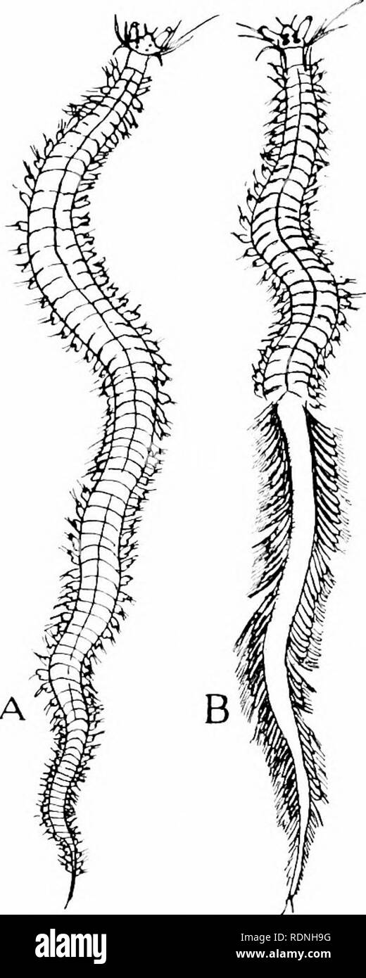 . Animal life. Zoology. 2oo ANIMAL LIFE as we review each group in its response to the welfare of the race. The most majestic of these responses is that of. Fn;. 35.—Transformation of a groundling Sea-worm (Nereis), a, into a migrant of pelagic waters, 13, The eyes are enlarged, the paddles more complex and effective. — (After Quatrefages.) migration. Under the stress of a cause not their own, birds and fish assume a new aspect and travel with their mates to far-off, traditional nesting-places. On this journey they behave as creatures possessed.. Please note that these images are extracted fro Stock Photo