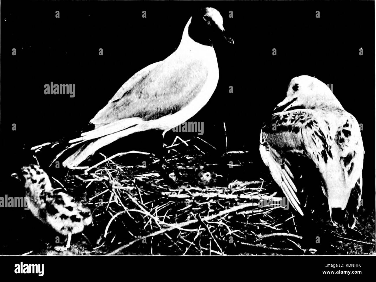 Puffin food Black and White Stock Photos & Images - Alamy
