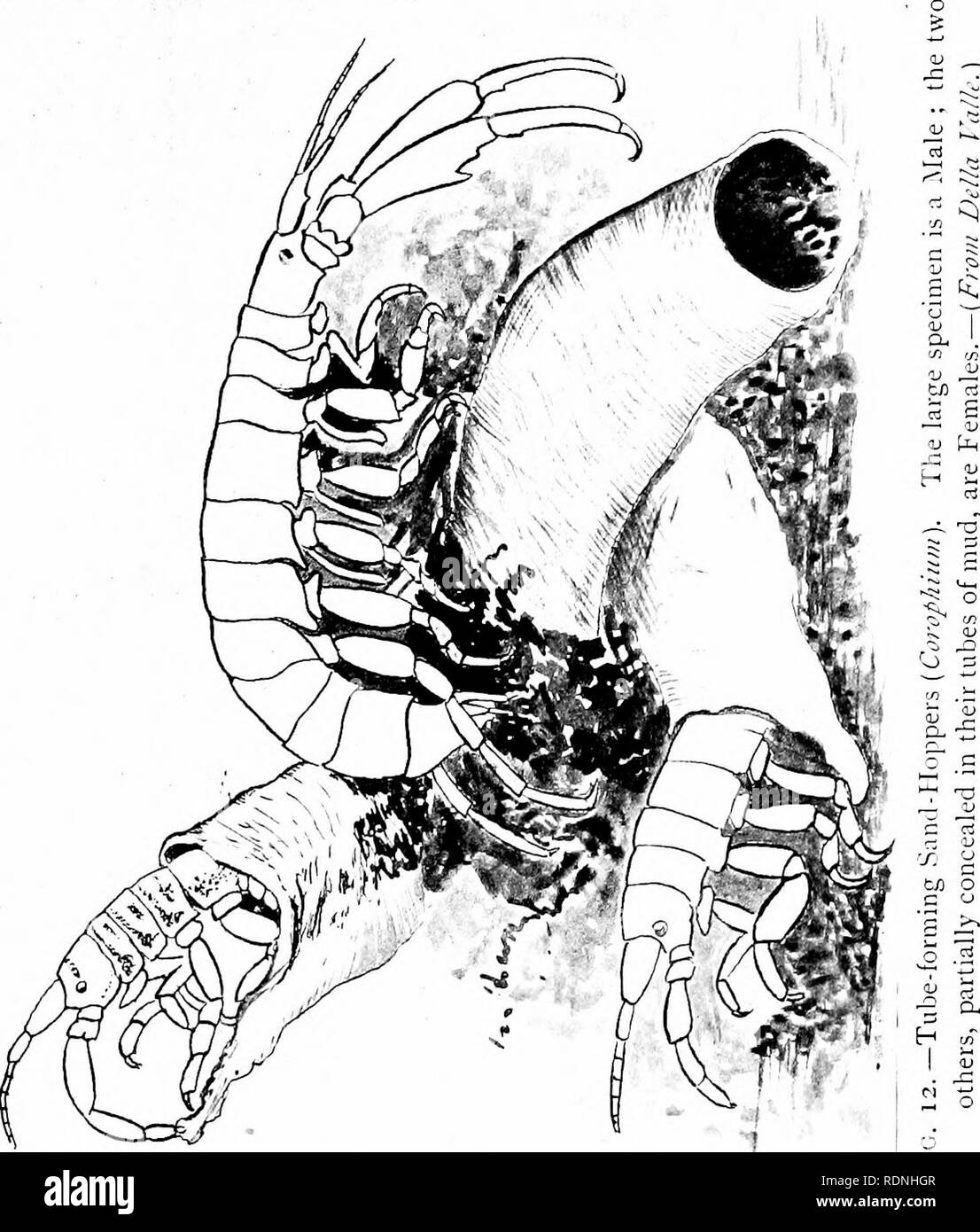 . Animal life. Zoology. SAND-HOPPERS 60 shrimp can test the weed, cut out parts of their food- plant, and masticate it.. But Tas insects became adapted to subsist on the higher plants, their biting habits led to a great discovery. Once through the bark or leaf their jaws. Please note that these images are extracted from scanned page images that may have been digitally enhanced for readability - coloration and appearance of these illustrations may not perfectly resemble the original work.. Gamble, F. W. (Frederick William), 1869-1926. New York, E. P. Dutton &amp; Company Stock Photo