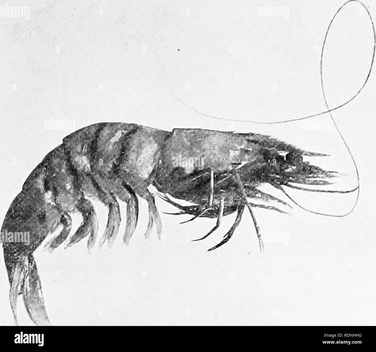 Sea-shore life; the invertebrates of the New York coast. Marine 