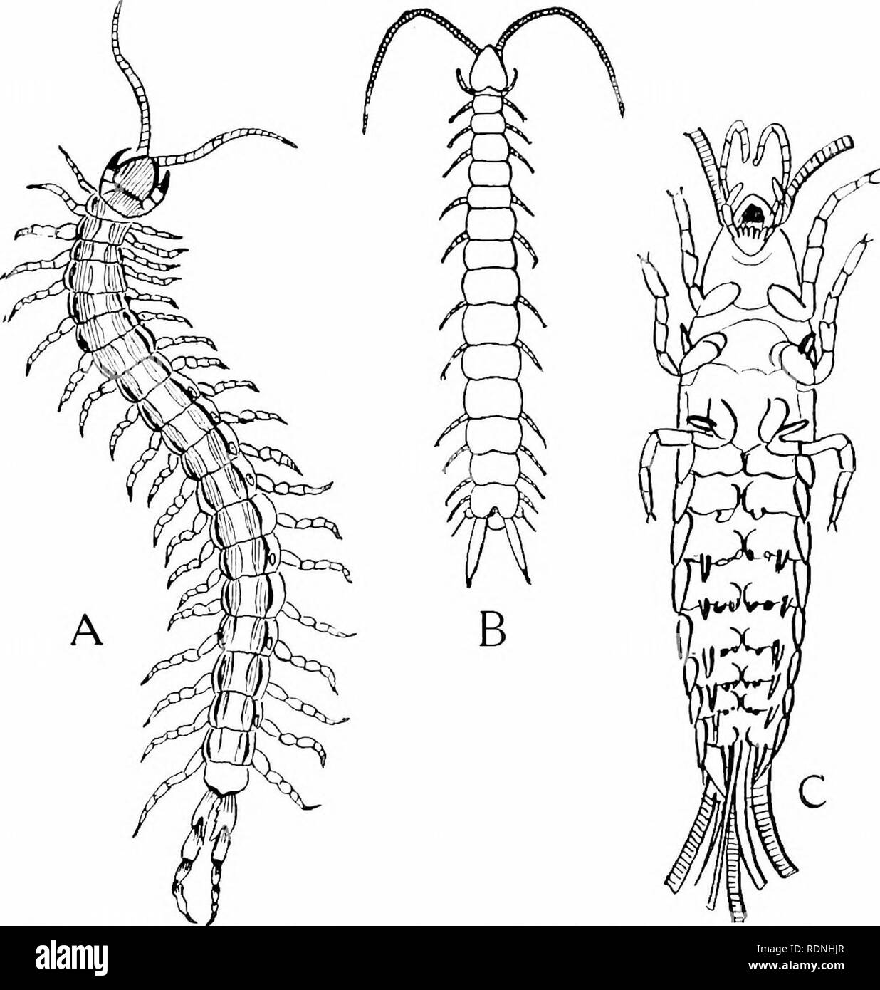 Animal life. Zoology. CENTIPEDE AND INSECT 39 the carriage and protection  of the eggs, or, in hermit crabs, for grasping shells. In insects we find a  great variety of modes of