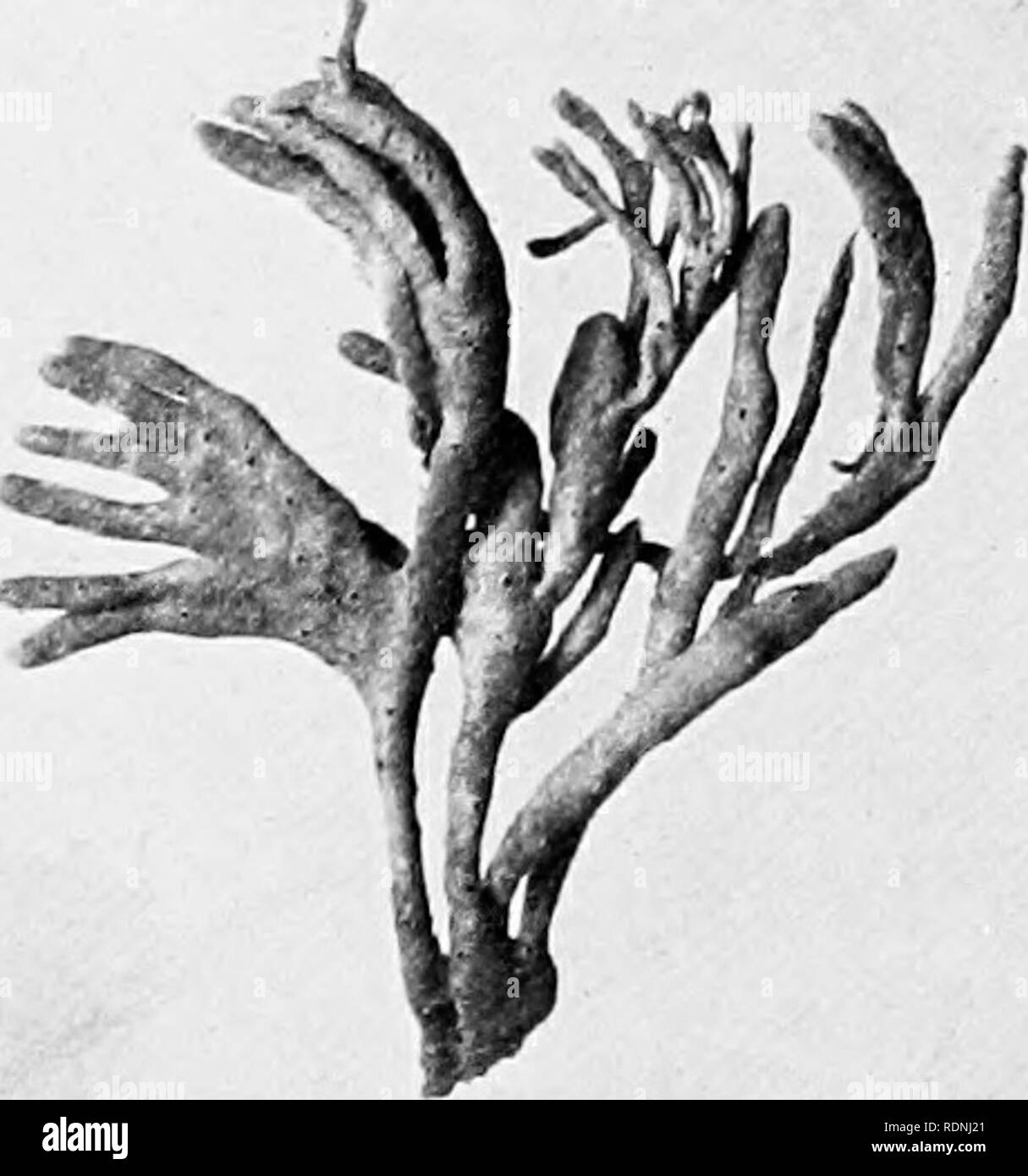 Clam under the sea Black and White Stock Photos & Images Alamy