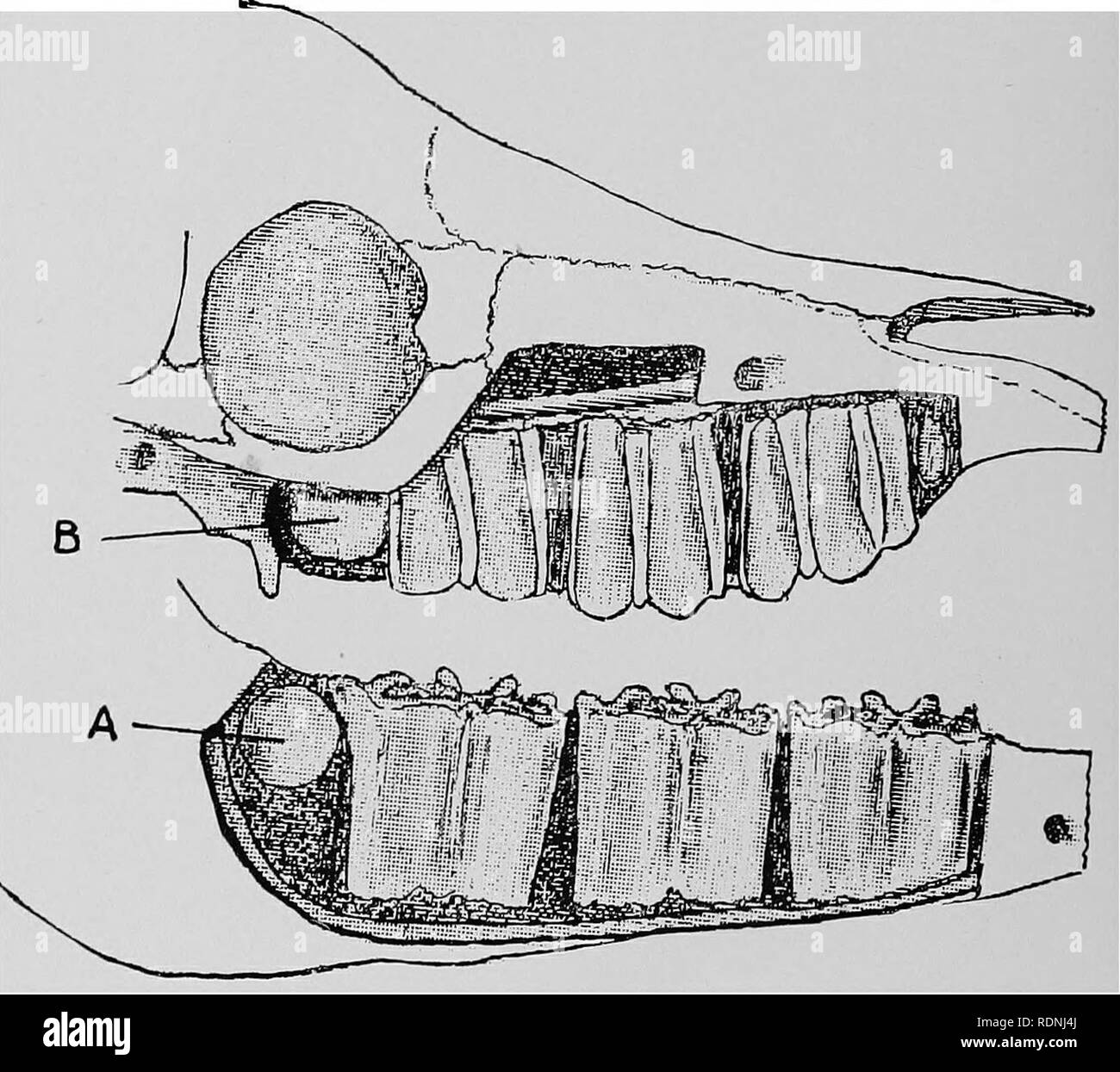 Molars Black And White Stock Photos Images Page 3 Alamy