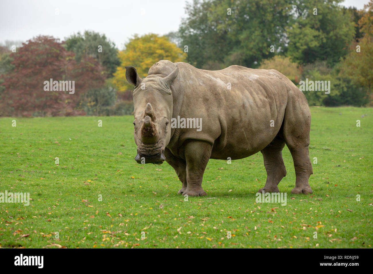 Mean looking Rhino staring at the camera. Lone animal in a grassy field with trees behind. Stock Photo