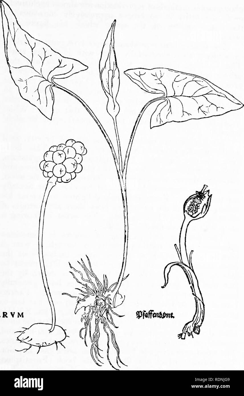 . Herbals, their origin and evolution, a chapter in the history of botany, 1470-1670. Botany; Botany; Herbals. VII] Leonhard Ftichs 179. ARVM Text-fig. 'â 'â kxxn&quot; = Arum maculatum L., Wild Arum [Fuchs, De historia stirpium, 1542]. Reduced. 12â2. Please note that these images are extracted from scanned page images that may have been digitally enhanced for readability - coloration and appearance of these illustrations may not perfectly resemble the original work.. Arber, Agnes Robertson, 1879-1960. Cambridge, University press Stock Photo