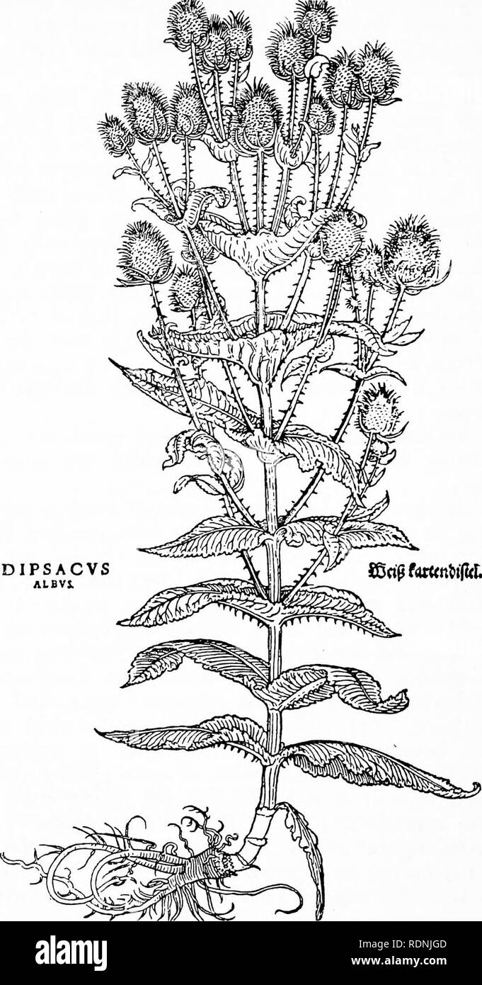 . Herbals, their origin and evolution, a chapter in the history of botany, 1470-1670. Botany; Botany; Herbals. 176 Botanical Illustration [CH. Text-fig. 86. &quot;Dipsacus albus&quot;=Teasle [Fuchs, De historia stirpium, 1542]. Reduced.. Please note that these images are extracted from scanned page images that may have been digitally enhanced for readability - coloration and appearance of these illustrations may not perfectly resemble the original work.. Arber, Agnes Robertson, 1879-1960. Cambridge, University press Stock Photo