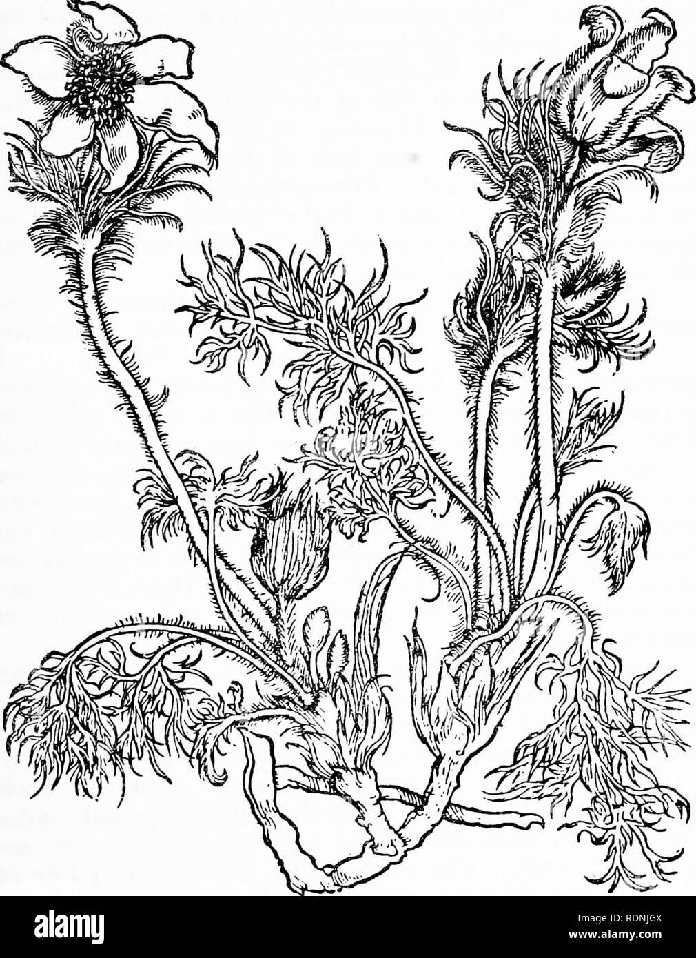 . Herbals, their origin and evolution, a chapter in the history of botany, 1470-1670. Botany; Botany; Herbals. vn] Hans Weiditz 171 independently at what was perhaps its high-water mark of ex- cellence, but it is in Brunfels' great work that we find it, for the first time, applied to the illustration of a botanical book.. Text-fig. 83. ''â YMc'atrisea^W''= Anemone Pulsatilla L., Pasque-flower [Brunfels, Herbarum viva eicones, Vol. I. 1530]. Reduced. The illustrations in Brunfels' herbal were engraved, and probably drawn also, by Hans Weiditz, or Guiditius, some of whose work has been ascribed  Stock Photo