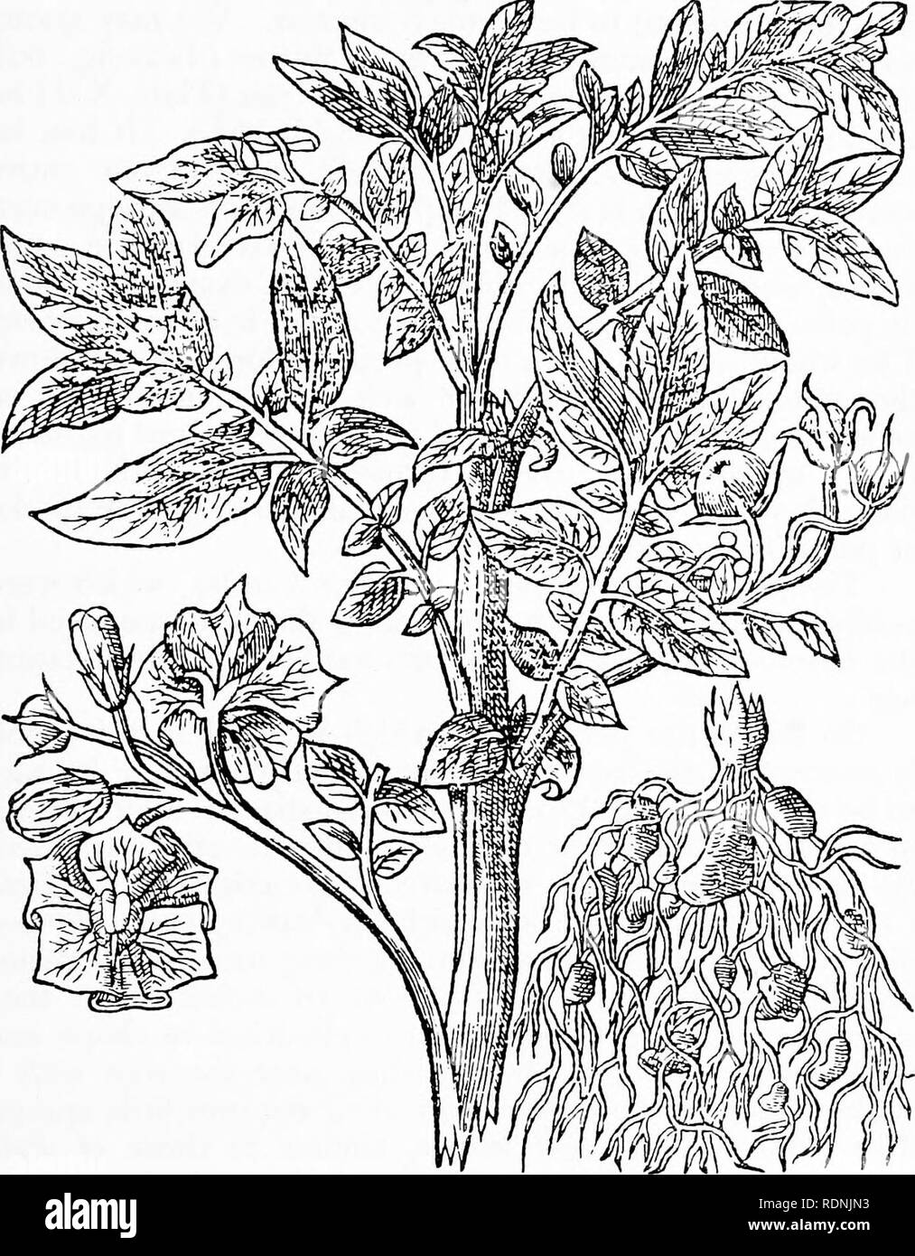 . Herbals, their origin and evolution, a chapter in the history of botany, 1470-1670. Botany; Botany; Herbals. V] De r Ecluse 129 inclines to a dark colour, and is speckled as in Tithymalus characia : the speckles are simply the remains of leaves which have fallen off. Meanwhile a thick pedicel covered. Text-fig. 60. &quot;Battata VirgmULna.&quot; = Soianum tuberostim L., Potato [Gerard, The Herball, 1597]. with leaves springs out from the top of the larger branches, and bears, so to speak, a thyrsus of many yellow flowers,. Please note that these images are extracted from scanned page images  Stock Photo
