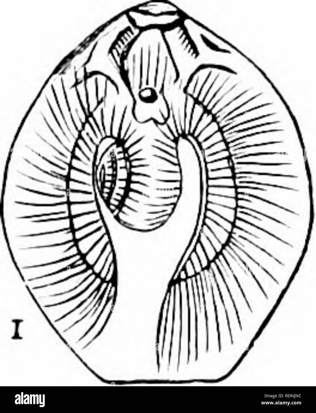 . Text-book of zoology for junior students. Zoology. Fig. 12fi.riiaf;i-arii uf tljc struc-tiire of a tyiiifal Mollusc (the Common Wlielk). / The iiiuscitlar &quot; A.ot &quot; ; op Tlie o]&gt;»aciiliiiii ; t One of the tentacles, or feelers, with an eye at its base; j) The fti-olaiseis, reti'acted, with the mouth at its extremity; oe Gullet; g Stomach; i Intestine, teniiinatinr^ in the anus; nn Salivary glands; I The liver an&lt;l the &lt;ivary; /(. Tlie heart; ^e The yill, contained in a hood of the mantle; s lircalliiri^'-l iilie or si|ilion : r and c The main m-rve i;anL;lia, the cme aljii Stock Photo