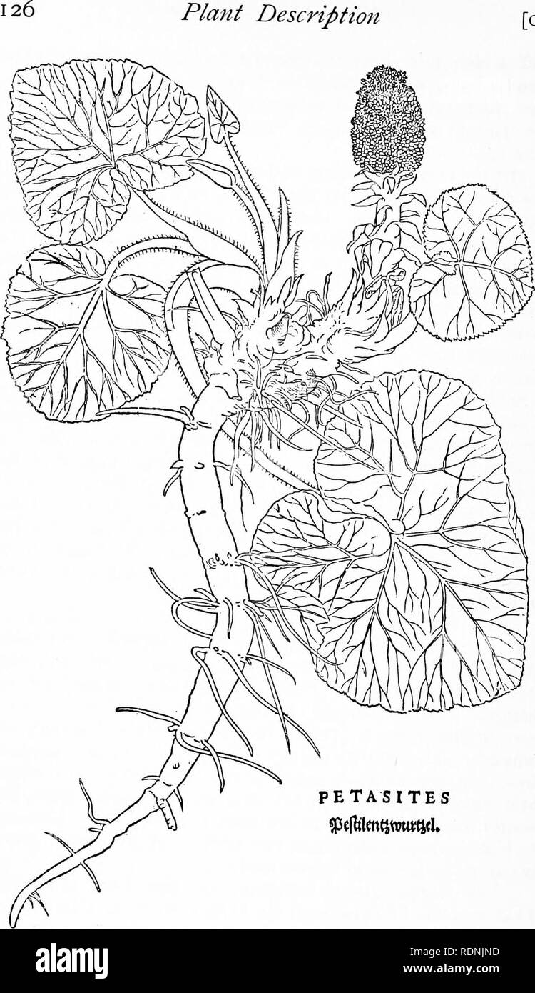 . Herbals, their origin and evolution, a chapter in the history of botany, 1470-1670. Botany; Botany; Herbals. [CH. PETASITES Text-fig. 58. &quot;Petasites&quot;= Butterbur [Fuchs, De historia stirpium, 1542]. Reduced. ^ '. Please note that these images are extracted from scanned page images that may have been digitally enhanced for readability - coloration and appearance of these illustrations may not perfectly resemble the original work.. Arber, Agnes Robertson, 1879-1960. Cambridge, University press Stock Photo