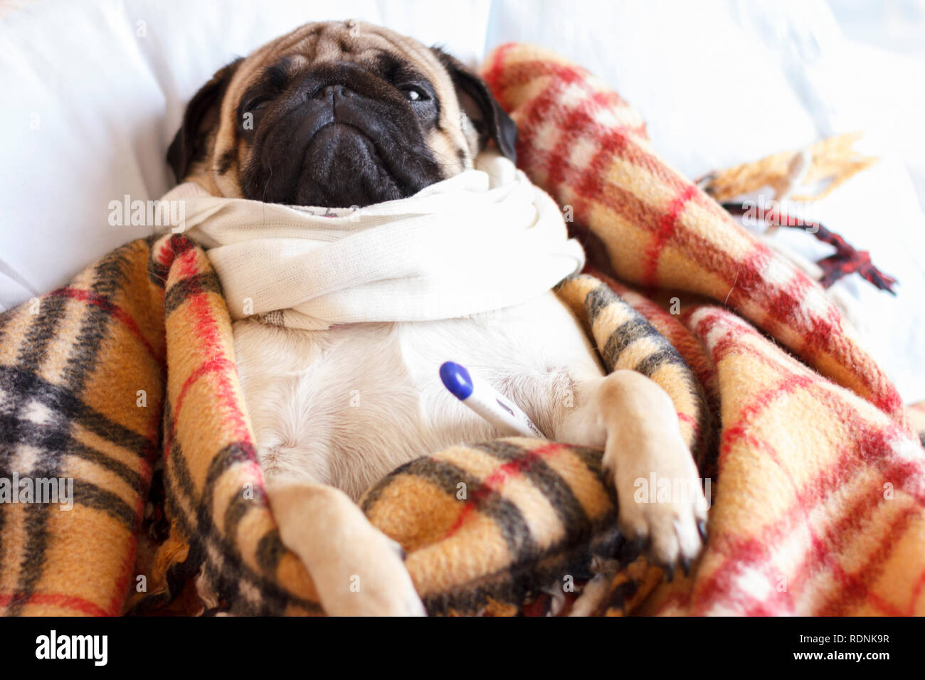 pug with blanket