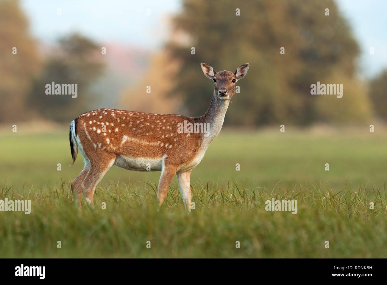 Female fallow deer, dama dama, in autumn colors. Stock Photo