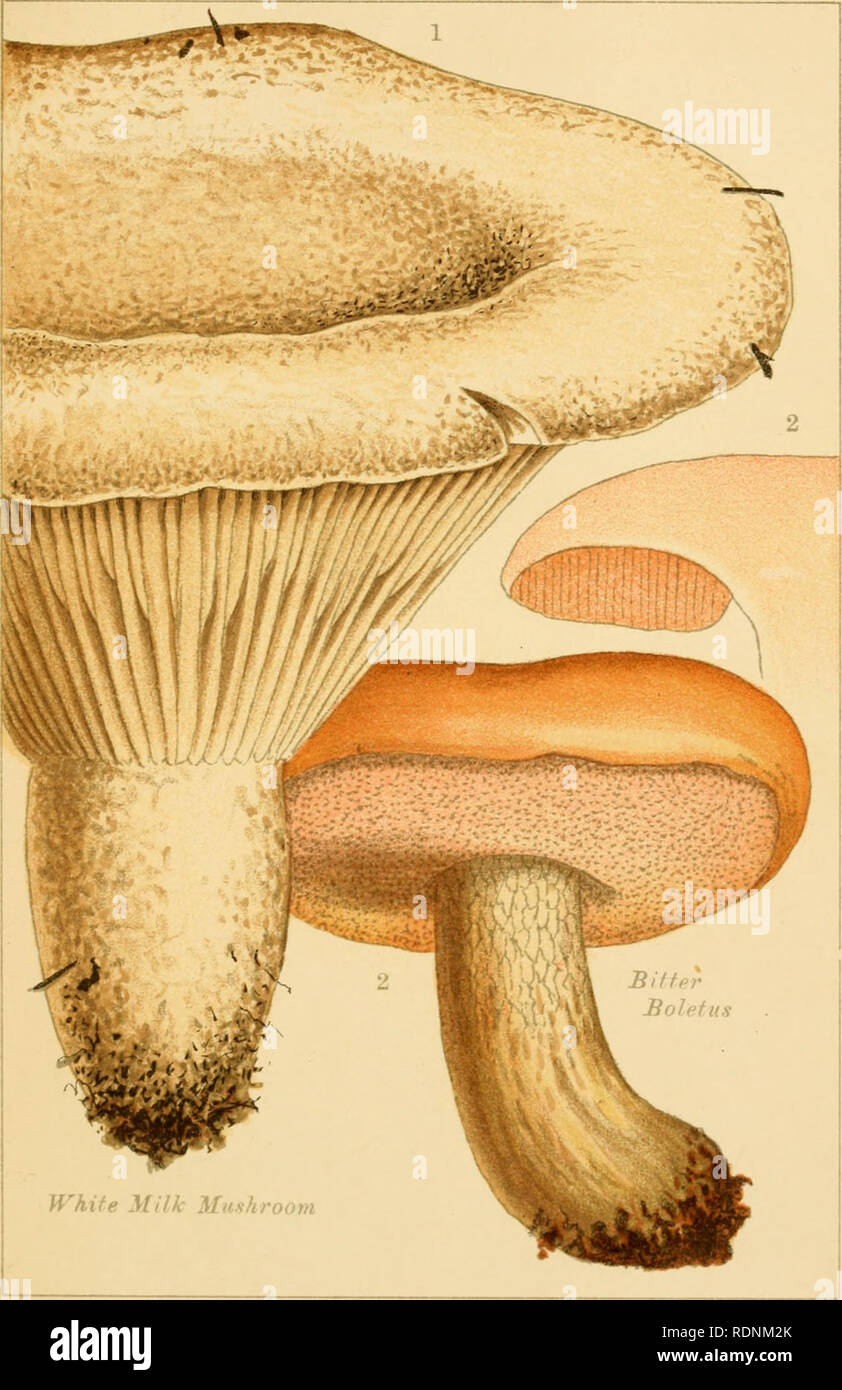 . Edible and poisonous mushrooms: what to eat and what to avoid. Mushrooms -- Great Britain. PL. 17.. POISONOUS MUSHROOMS.. Please note that these images are extracted from scanned page images that may have been digitally enhanced for readability - coloration and appearance of these illustrations may not perfectly resemble the original work.. Cooke, M. C. (Mordecai Cubitt), b. 1825; Society for Promoting Christian Knowledge (Great Britain). London, Society for Promoting Christian Knowledge Stock Photo