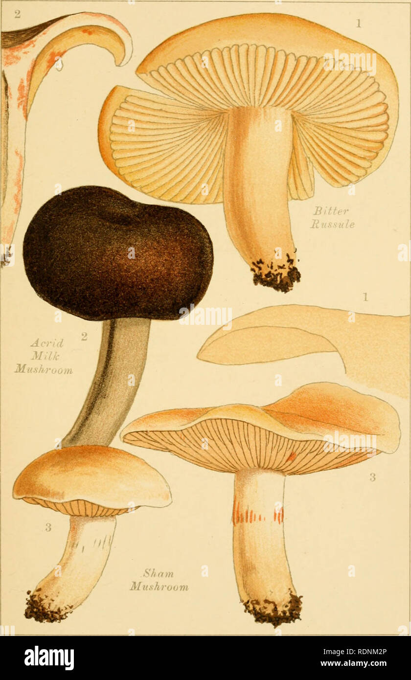 . Edible and poisonous mushrooms: what to eat and what to avoid. Mushrooms -- Great Britain. PL. 15.. POISONOUS MUSHROOMS.. Please note that these images are extracted from scanned page images that may have been digitally enhanced for readability - coloration and appearance of these illustrations may not perfectly resemble the original work.. Cooke, M. C. (Mordecai Cubitt), b. 1825; Society for Promoting Christian Knowledge (Great Britain). London, Society for Promoting Christian Knowledge Stock Photo