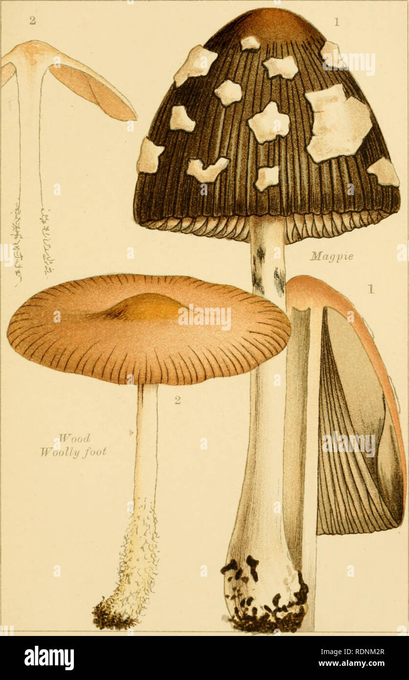 . Edible and poisonous mushrooms: what to eat and what to avoid. Mushrooms -- Great Britain. PL. 14.. SONOUS MUSHROOMS.. Please note that these images are extracted from scanned page images that may have been digitally enhanced for readability - coloration and appearance of these illustrations may not perfectly resemble the original work.. Cooke, M. C. (Mordecai Cubitt), b. 1825; Society for Promoting Christian Knowledge (Great Britain). London, Society for Promoting Christian Knowledge Stock Photo