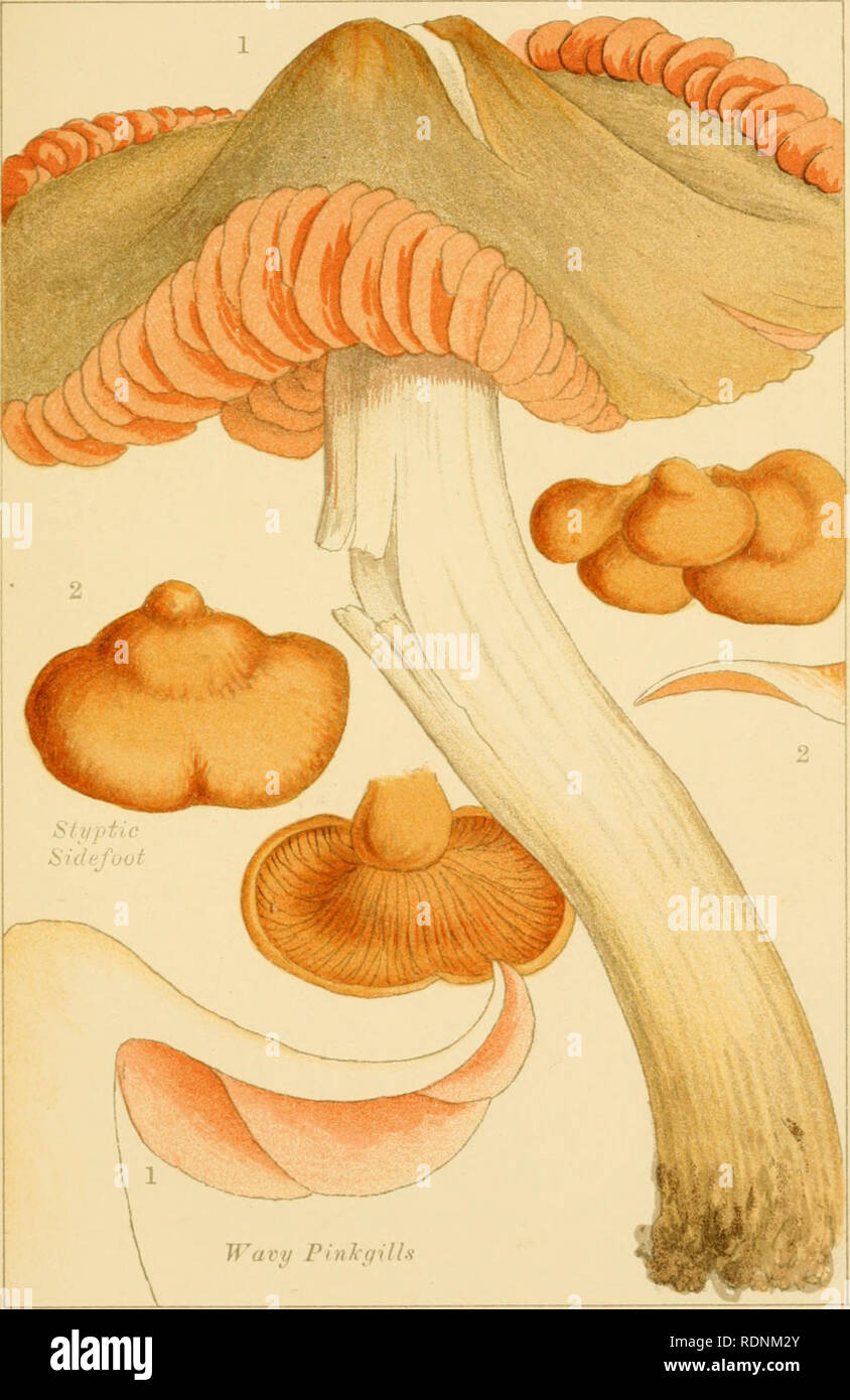 . Edible and poisonous mushrooms: what to eat and what to avoid. Mushrooms -- Great Britain. PL, 12.. POISONOUS MUSHROOMS.. Please note that these images are extracted from scanned page images that may have been digitally enhanced for readability - coloration and appearance of these illustrations may not perfectly resemble the original work.. Cooke, M. C. (Mordecai Cubitt), b. 1825; Society for Promoting Christian Knowledge (Great Britain). London, Society for Promoting Christian Knowledge Stock Photo
