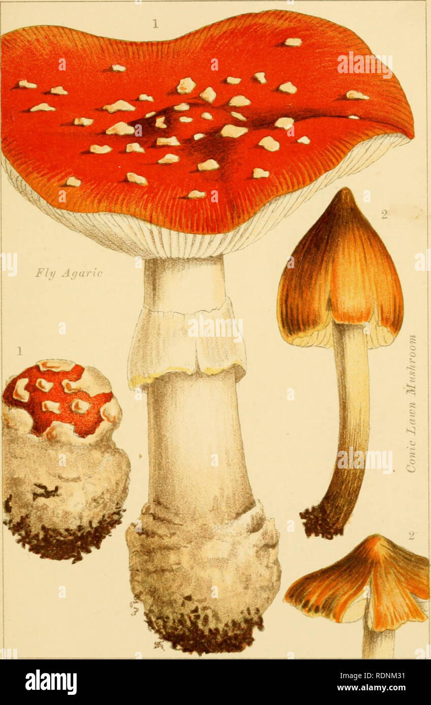 . Edible and poisonous mushrooms: what to eat and what to avoid. Mushrooms -- Great Britain. PL. 10.. POISONOUS MUSHROOMS.. Please note that these images are extracted from scanned page images that may have been digitally enhanced for readability - coloration and appearance of these illustrations may not perfectly resemble the original work.. Cooke, M. C. (Mordecai Cubitt), b. 1825; Society for Promoting Christian Knowledge (Great Britain). London, Society for Promoting Christian Knowledge Stock Photo