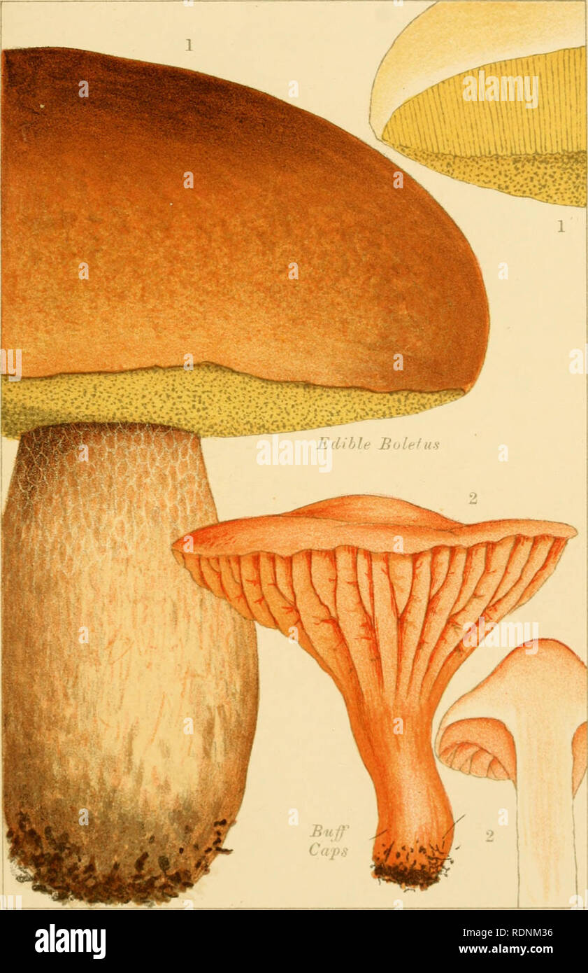 . Edible and poisonous mushrooms: what to eat and what to avoid. Mushrooms -- Great Britain. PL. 8.. EDIBLE MUSHROOMS.. Please note that these images are extracted from scanned page images that may have been digitally enhanced for readability - coloration and appearance of these illustrations may not perfectly resemble the original work.. Cooke, M. C. (Mordecai Cubitt), b. 1825; Society for Promoting Christian Knowledge (Great Britain). London, Society for Promoting Christian Knowledge Stock Photo