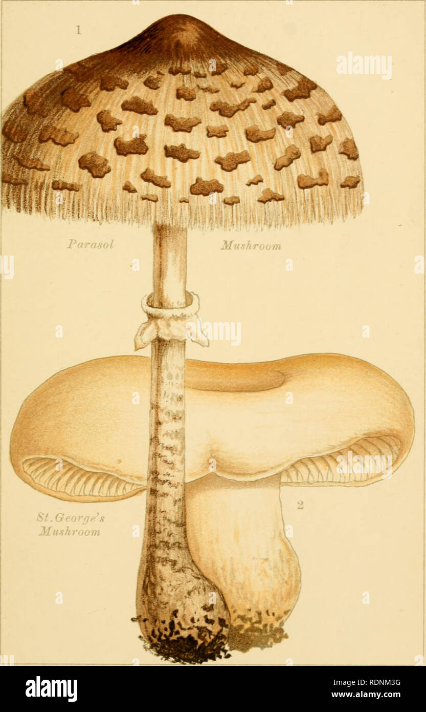 . Edible and poisonous mushrooms: what to eat and what to avoid. Mushrooms -- Great Britain. PL. 2,. EDIBLE MUSHROOMS.. Please note that these images are extracted from scanned page images that may have been digitally enhanced for readability - coloration and appearance of these illustrations may not perfectly resemble the original work.. Cooke, M. C. (Mordecai Cubitt), b. 1825; Society for Promoting Christian Knowledge (Great Britain). London, Society for Promoting Christian Knowledge Stock Photo