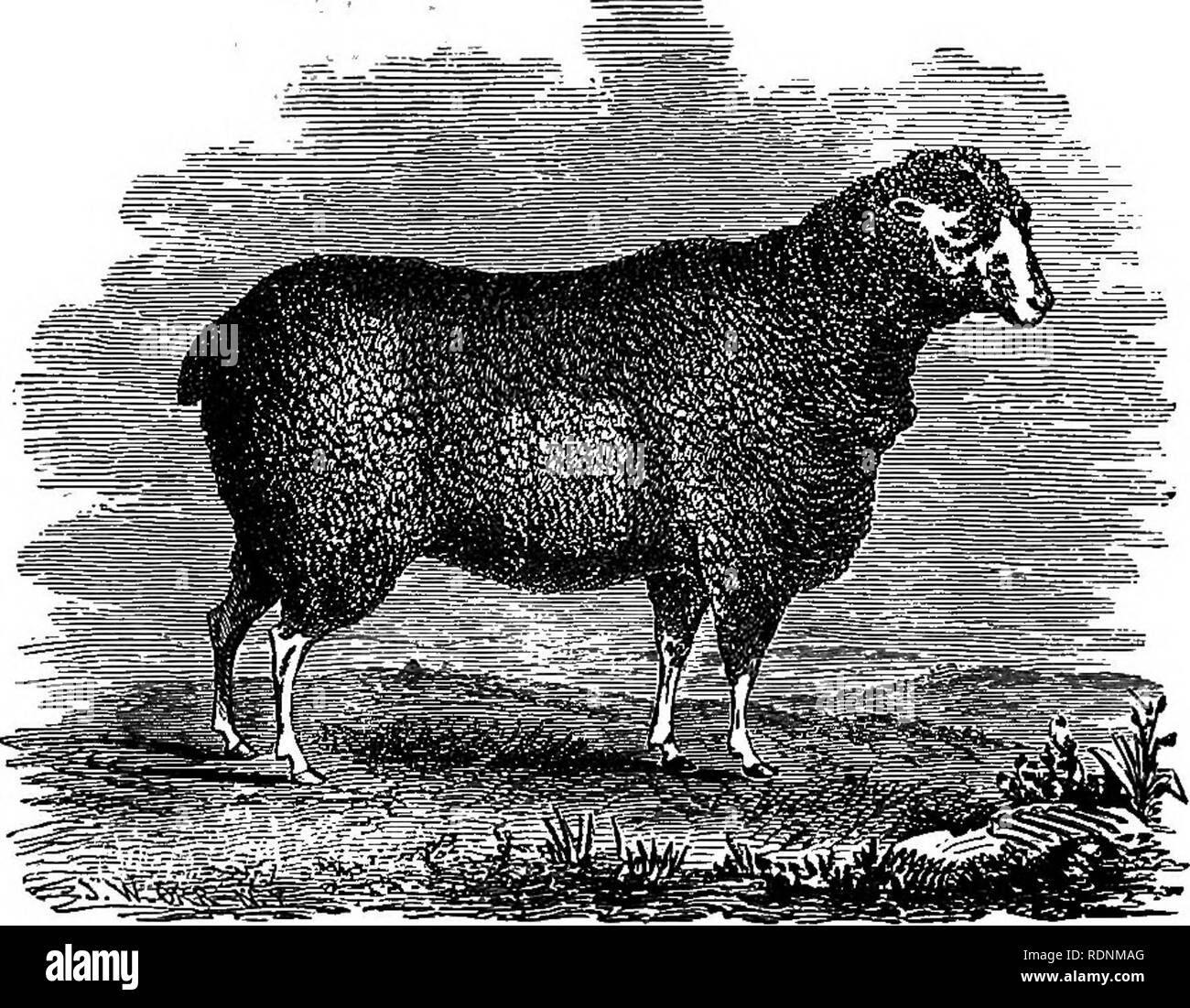 Spanish Sheep Black And White Stock Photos Images Alamy