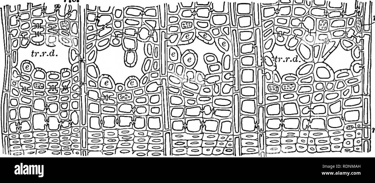 . Identification of the economic woods of the United States : including a discussion of the structural and physical properties of wood . Wood; Trees. 32 ECONOMIC WOODS OF THE UNITED STATES Intermediate forms exist whose reference to either group is arbitrary. A simple pit is one in which the thickening about a spot on the primary wall forms a canal which is equally wide throughout its length, or narrowing outward (Fig. 11, H). The length of the canal is determined by the thickness of the secondary wall. When simple pits occur in very thick-walled cells, there is often a tend- ency to a slight  Stock Photo